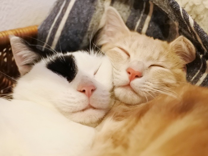 いつのまにか仲良しに　（mimoeさん提供）