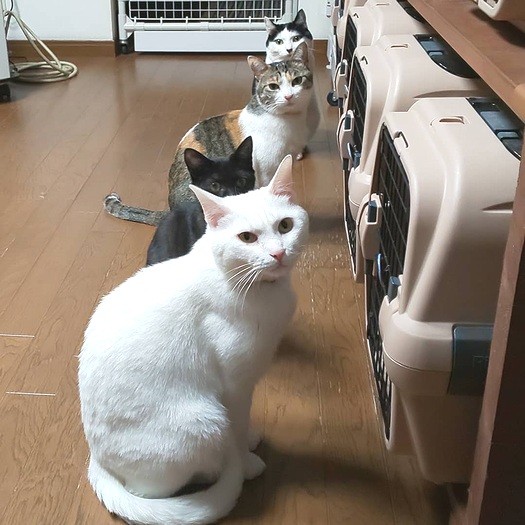 ご飯はそれぞれのケージに入って食べる