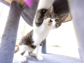 偶然「猫の日」に家族になったキジ白猫きょうだい　２匹と小さな変化を楽しむ日々