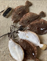 （クロエさん提供）