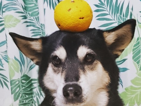 ゆずを頭に載せて、ちょっぴりおとぼけの保護犬オーちゃん