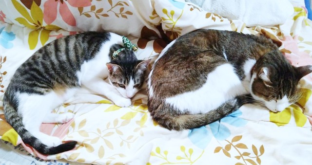 先住猫のサブちゃん（右）にくっ付いて眠るゴローちゃん（画像提供：KIYOKOさん）