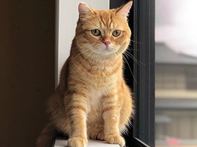 お部屋のリフォームまったり監督中　スコティッシュの「茶太郎」