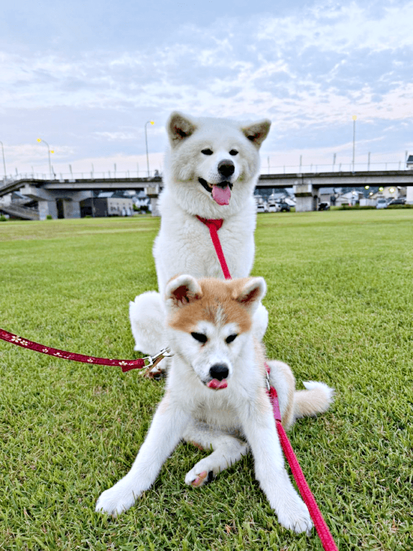 散歩を楽しむ（後ろ）姫ちゃん、（手前）縁ちゃん（画像提供：姫ちゃん縁ちゃん）