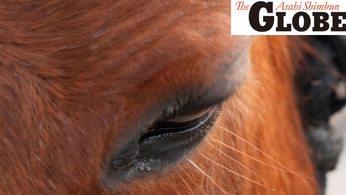 草食動物の馬にとって人間は捕食者側の存在だ。正面から急に近づくのは驚かせてしまう行為で、適度な距離が馬にとっては心地よいという＝2026年2月、英スコットランド・アボイン