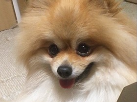 ワクワク！くりくりな目でおやつ待ち　ポメラニアン「ちび」