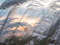 東京に憧れていた私は、実家よりも更に北の緑響く場所で生きていく