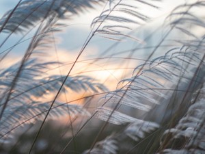 東京に憧れていた私は、実家よりも更に北の緑響く場所で生きていく