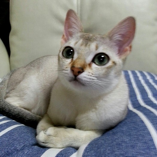 こんな目で見つめられた人はイチコロ