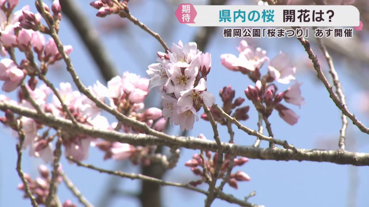 宮城県にも桜の便り　早咲きの桜が開花　桜まつりの準備が進む