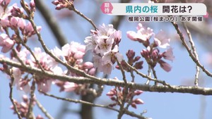 宮城県にも桜の便り　早咲きの桜が開花　桜まつりの準備が進む