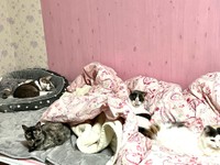 みんなでねんね？