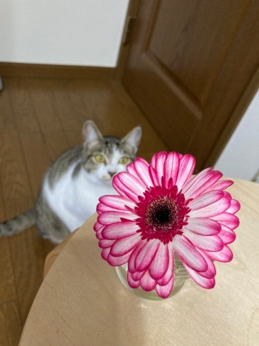 猫と花は似合う。でもかじるとよくないのもあるから「気を付けようにゃ～」（吉留さん提供）