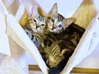 ハンモックで寄り添う（左から）ナラちゃん、シンバくん（画像提供：シンバとナラさん）