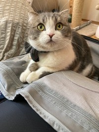 飼い主さんは、コハクくんが上目遣いで見上げる顔がかわいいという（提供写真）