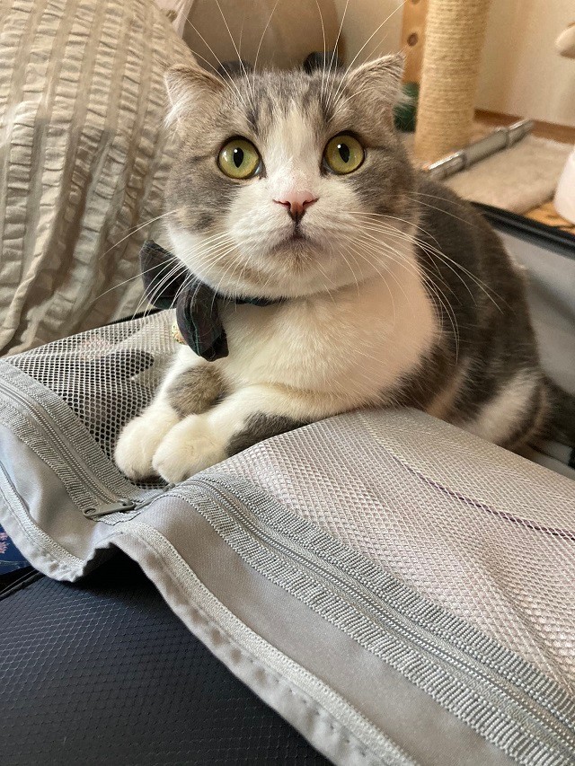 飼い主さんは、コハクくんが上目遣いで見上げる顔がかわいいという（提供写真）