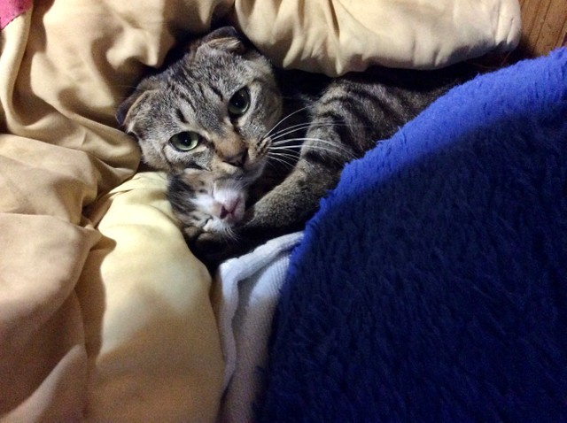 幼いシロをギュッと守るクロ（ようのすけさん提供）