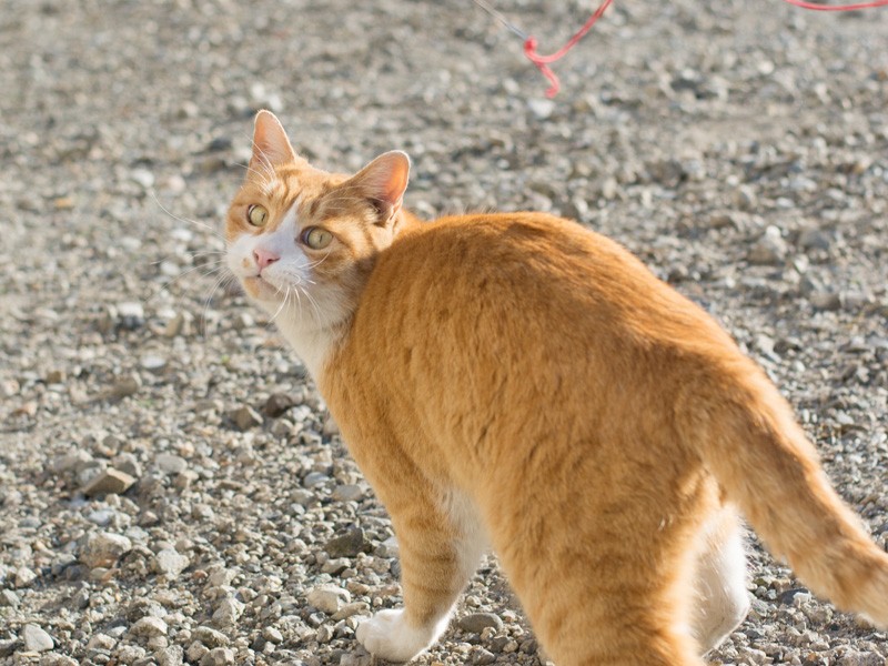 「このおもちゃなかなか捕まえられない」（小林写函撮影）