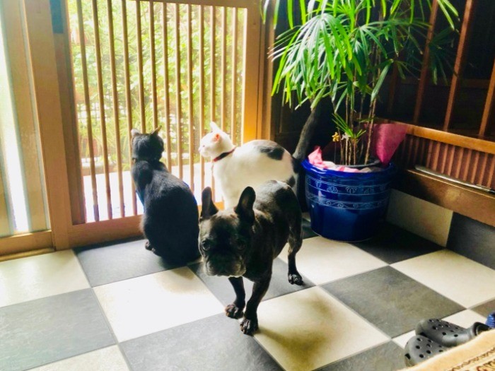 お外の猫ちゃん、遊びに来ないかな