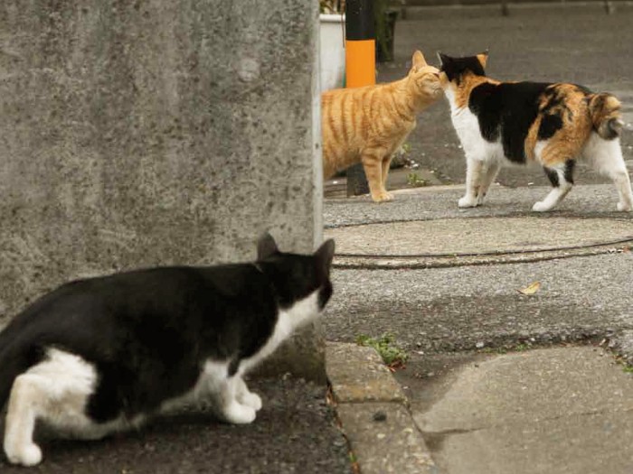 好きな子の逢引きを覗き見？（撮影・沖昌之／白夜書房提供）