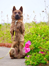 ハマナスの花のそばで得意技を披露するろくくん（画像提供：ROKUさん））