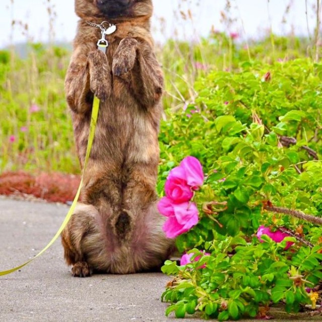 ハマナスの花のそばで得意技を披露するろくくん（画像提供：ROKUさん））