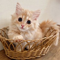 カゴの中に入ってきょとん顔のうにくん（画像提供：うにまるさん）