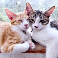 窓辺で寄り添う（左から）月ちゃん、テトくん（画像提供：たちつてとさん）