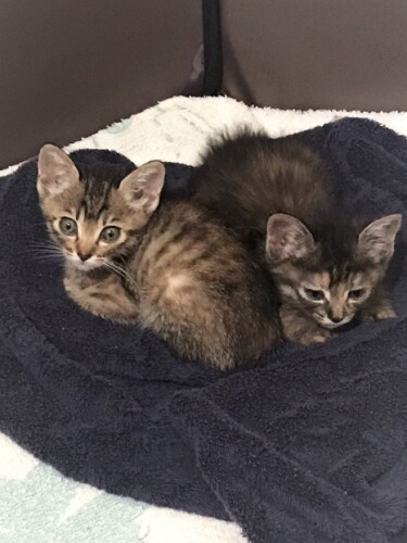 優しいお兄ちゃんがふたりもできたよ（希さん提供）