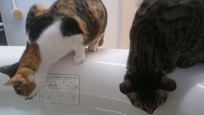 同居猫の小夏と浴槽デート飲みする銀ちゃん（右）。「きれいな水、ママも見てるので安心。でもよい子の皆はまねしない方がいいかも」（銀の飼い主さん提供）