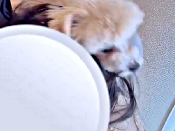 ママの髪がバラバラになるほどスリスリするボサノヴァちゃん（画像提供：犬を見てさん）