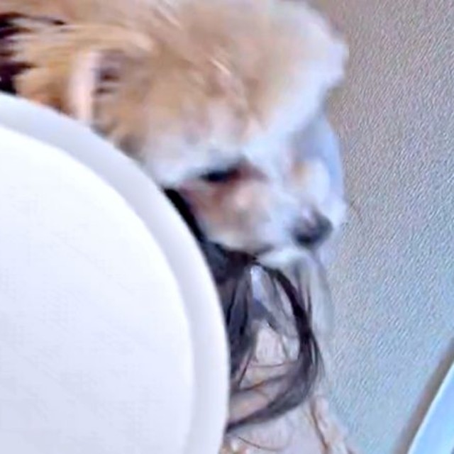 ママの髪がバラバラになるほどスリスリするボサノヴァちゃん（画像提供：犬を見てさん）