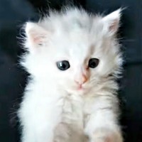 子猫時代のつくしちゃん。キトンブルーの瞳がキュート（画像提供：あるくきくらげさん）