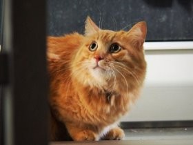 「狂暴猫」と呼ばれた被災猫２世　まさかの大変身、甘えん坊に