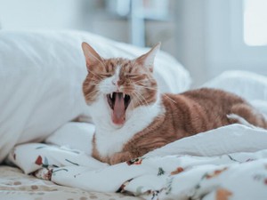 「サンタさんなんていない」と言う母にねだったプレゼントの行方