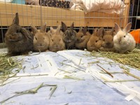 マルシェの片隅で気づかれた「命のSOS」（「ペットの旅立ち 福島店」さん提供）