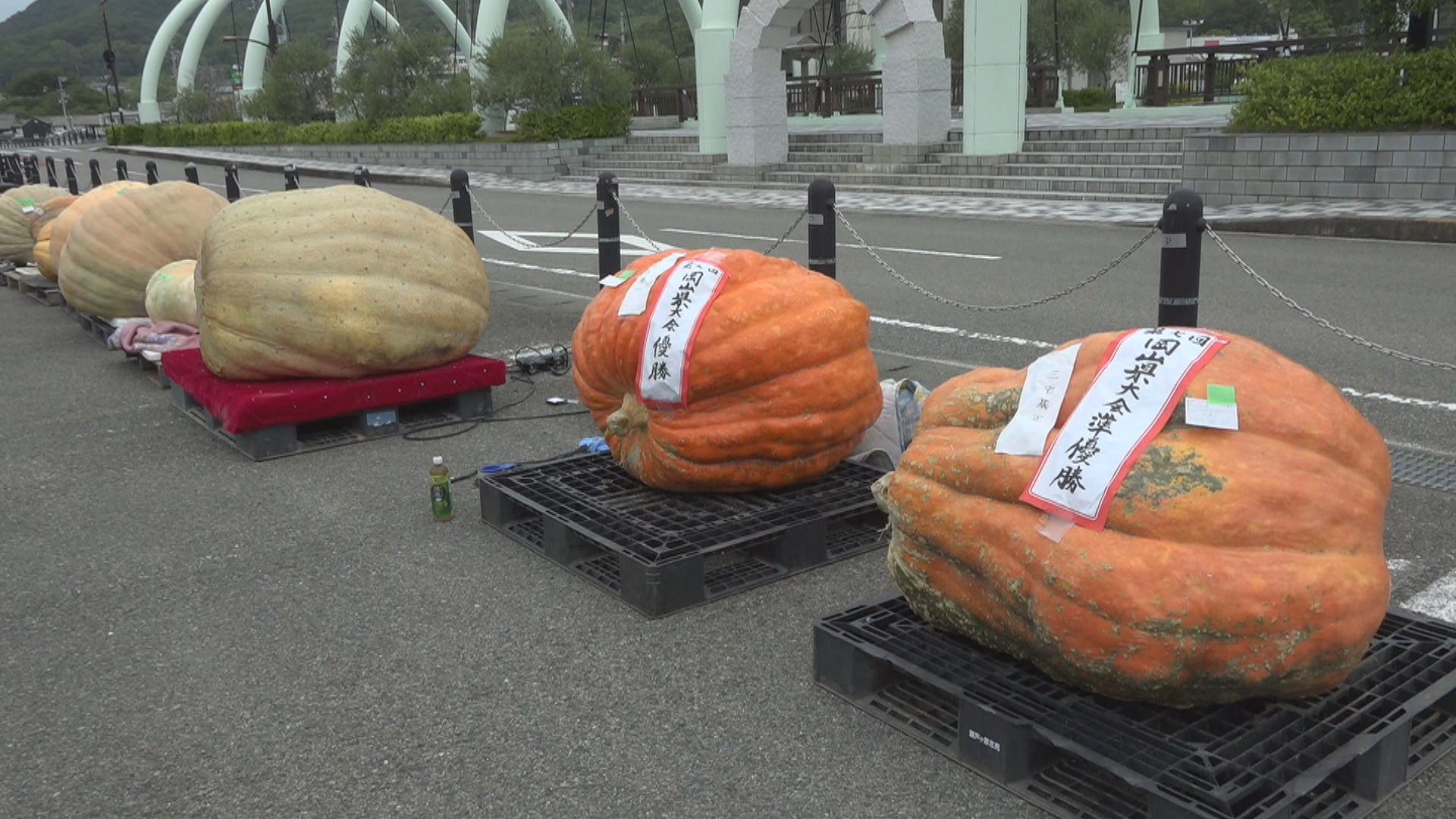 55b2403dfde2be0561dd97639d1ee3