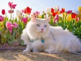 掃除機大好き！　掃除を始めると寄ってきてゴローンとヘソ天するラグドール「瑠璃丸」