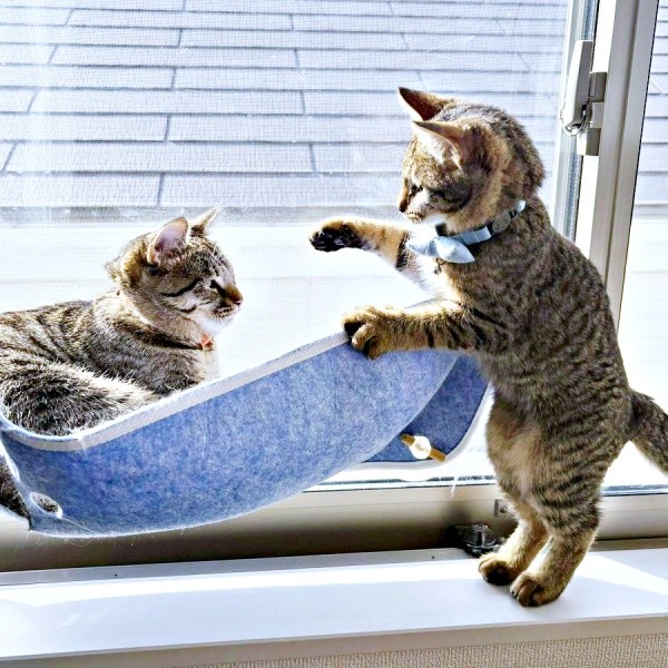 窓辺でくつろぐ姉猫にちょっかいをかけるれんれんくん（画像提供：キジあにゃさん）