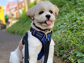 ２０１９キュートで賞　MIX「シャンシャン」