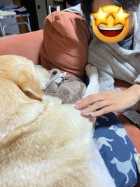 「寝てる時は触っちゃダメ！」。ダメ出しするロキくん（画像提供：ロキの相方さん）