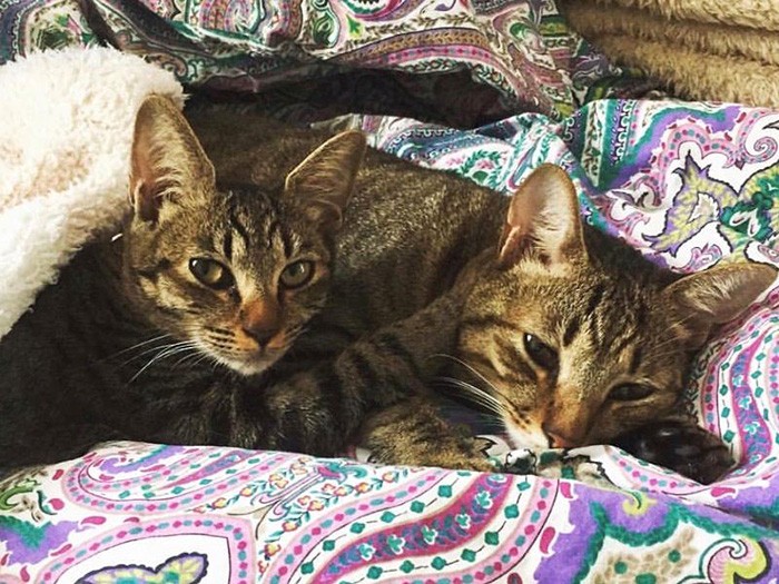 すっかり仲良しになった２匹