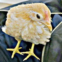 お迎えから1週間、夫のお腹の上でくつろぐゴマちゃん（画像提供：ぴいちょさん）