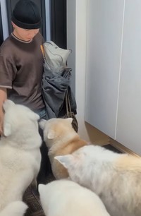 兄を出迎えたのは、4匹の大型犬…！（提供：＠ko_yuki1115さん）