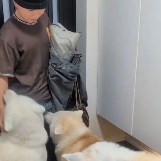 兄を出迎えたのは、4匹の大型犬…！（提供：＠ko_yuki1115さん）