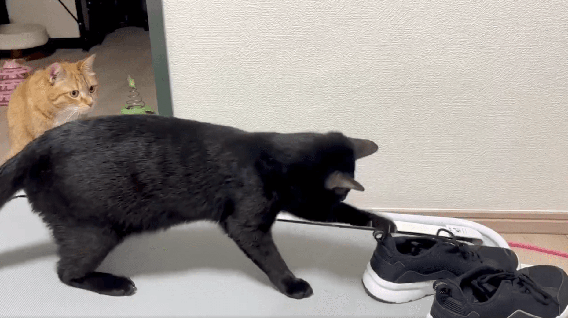 新しい靴に興味津々「何だお前！」（なごさん提供）