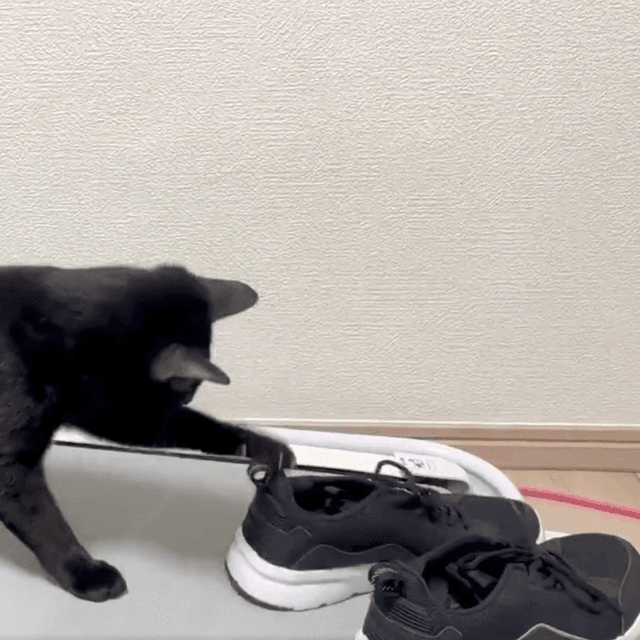 新しい靴に興味津々「何だお前！」（なごさん提供）