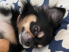 「早く台風過ぎないかな～」　自宅でゴロゴロするチワワの「そら」