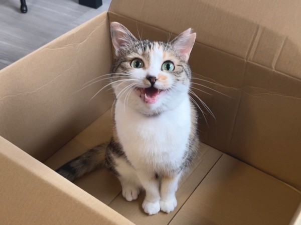 ニャーンとアピールするネネちゃん（画像提供：パステル三毛猫_ネネさん）