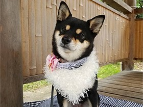 どっちのおやつにしようか悩み中の柴犬「ジーマ」